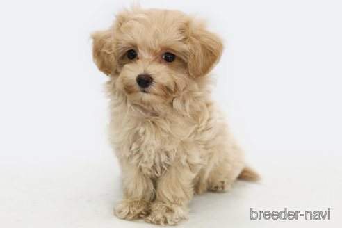 成約済の神奈川県のマルプー:マルチーズ×トイプードル-313785